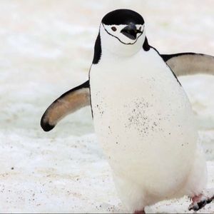 Meet your Posher, Qianjing